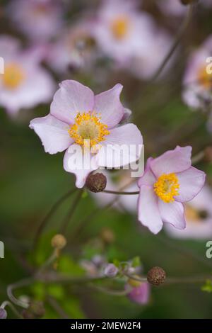 Anemone x hybrid 'fascino di settembre' Foto Stock