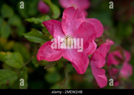 Rosa Rosa di Piccardia 'Ausfudge' Foto Stock