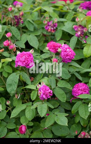 Rosa 'De Resht' Foto Stock