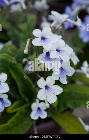 Streptocarpus 'Crystal Ice' Foto Stock