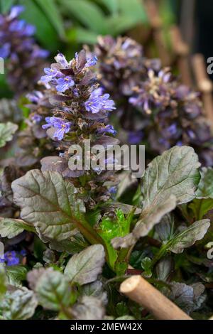 Ajuga reptans "capesante nero' Foto Stock