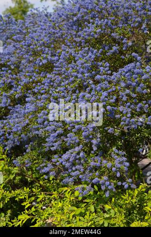 Ceanothus "i cieli italiani" Foto Stock