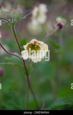 Geum "Maddy Prior" Foto Stock