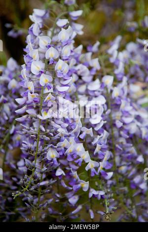 Il Glicine floribunda 'DOMINO' Foto Stock