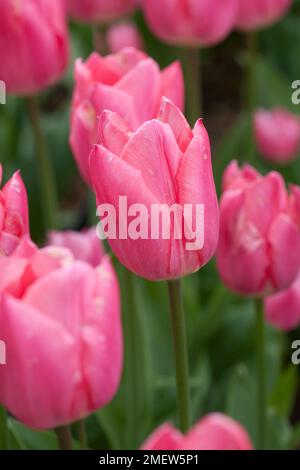 Tulipa 'Natale sogno" Foto Stock