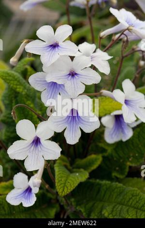 Streptocarpus 'Crystal Ice' Foto Stock