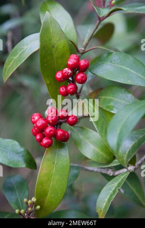 Skimmia japonica subsp. reevesiana 'Chilan Choice' Stock Photo