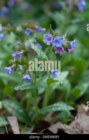 Pulmonaria longifolia 'Ankum' Foto Stock