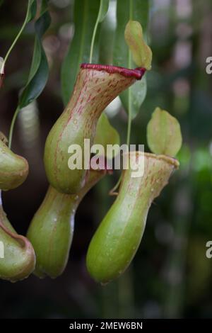 Nepenthes inermis   vricosa Foto Stock