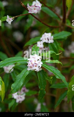 Daphne bholua 'Jacqueline Postill Foto Stock