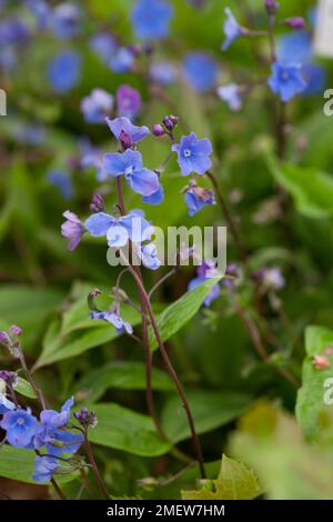 Omphalodes cappadocica 'Cherry Ingram' Foto Stock