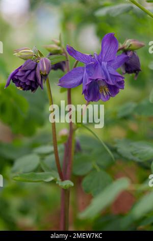 Aquilegia vulgaris var. stellata "Double Blue" Foto Stock