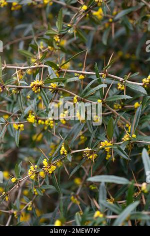 Berberis aff Wintonensis Foto Stock