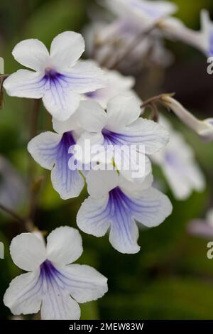 Streptocarpus 'Crystal Ice' Foto Stock