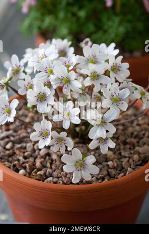 Hepatica nobilis var japonica Foto Stock