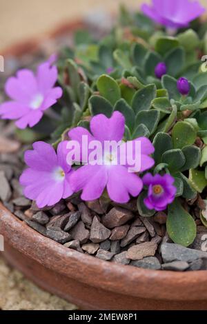 Primula allionii 'Stephen' Foto Stock