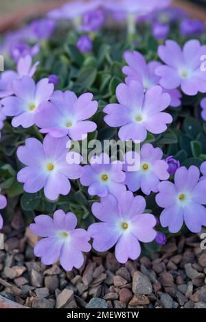 Primula allionii 'Elizabeth Earle' Foto Stock