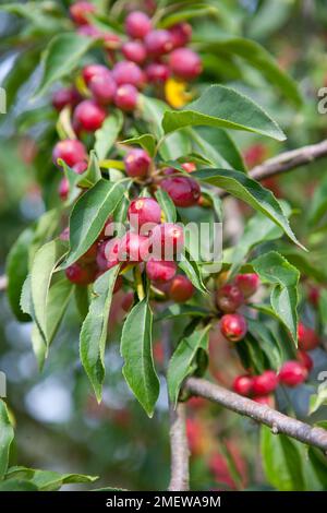 Malus x robusta 'Persicifolia' Foto Stock