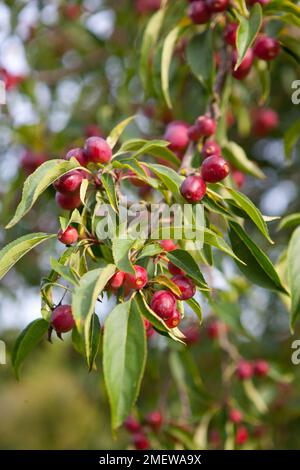 Malus x robusta 'Persicifolia' Foto Stock