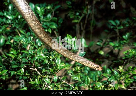 Rat Snake (Ptyas mucosus) Captive, The Madras Crocodile Bank Trust and Centre for Herpetology vicino a Chennai, Tamil Nadu, India del Sud, India, Asia Foto Stock
