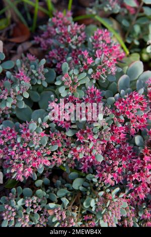 Ewersii di Sedum Foto Stock