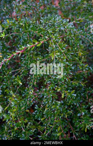 Berberis x stenofilla 'Irwinii' Foto Stock