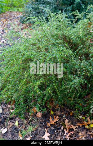 Berberis x stenofilla 'Irwinii' Foto Stock