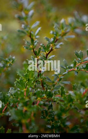 Berberis x stenofilla 'Irwinii' Foto Stock