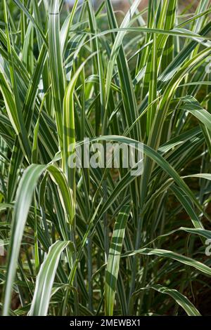 Miscanthus sinensis var condensatus 'Cosmopolitan' Foto Stock