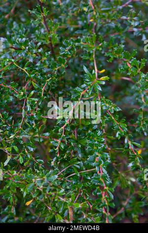 Berberis x stenofilla 'Irwinii' Foto Stock