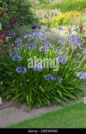 Agapanthus Midnight Blue 'Monmid' Foto Stock