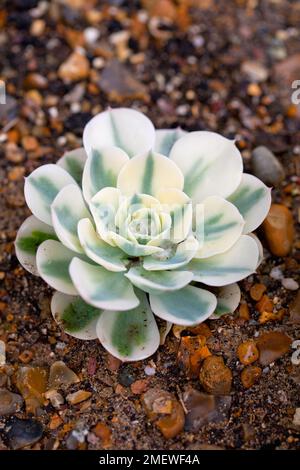 Echeveria secunda var. Glauca "Compacon Carousel" Foto Stock