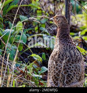 Primo piano del fagiano femminile (Phasianus colchicus) che foraging in sottobosco Foto Stock