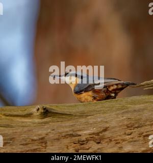 Nuthatch (Sitta europaea) arroccato su un grande ramo d'albero Foto Stock