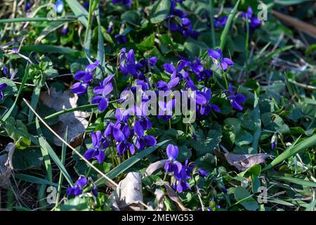 Molti piccoli e delicati fiori blu della pianta di Viola odorata, comunemente conosciuti come legno, dolce, inglese o violetto fiorista in un giardino in una soleggiata giornata di primavera, Foto Stock
