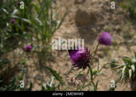 Bumblebee su un fiore di cardo in Pennsylvania Foto Stock