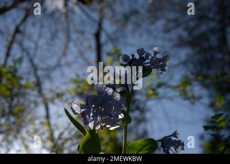 Virginia Blue Bells in una foresta Foto Stock