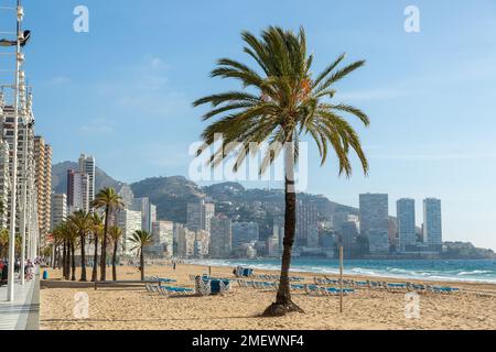 Palme sulla spiaggia di Benidorm in un giorno soleggiato di dicembre. Foto Stock