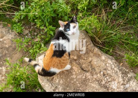 Un gatto con eterocromia (occhi di colori diversi) ha anche un mix di zenzero, pelliccia bianca e nera Foto Stock