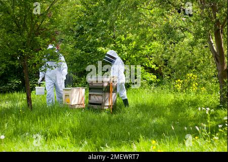 034 Beekeeping General b Foto Stock