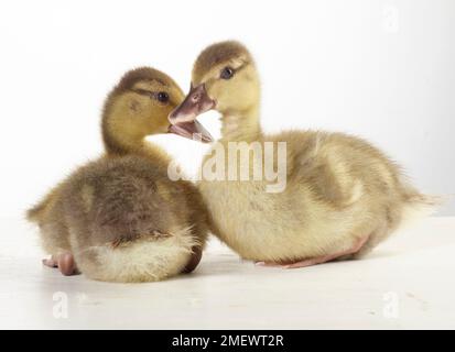 Chiamata Ducklings, 3 settimane di età Foto Stock