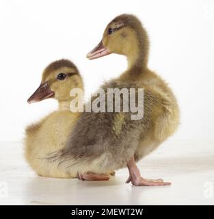 Chiamata Ducklings, 3 settimane di età Foto Stock