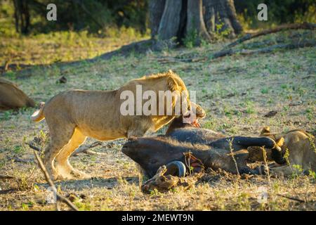 Leone (Panthera leo) che si nutra su una carcassa morta di Capo Buffalo. Parco Nazionale di Bwabwata, Namibia Foto Stock
