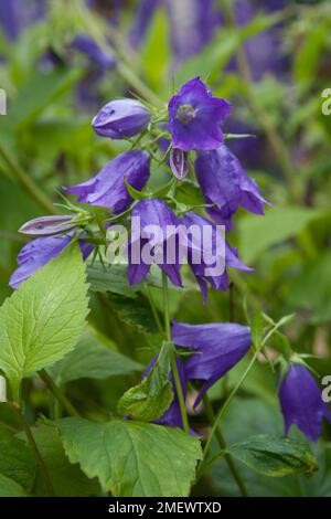 Campanula " Kent Belle' Foto Stock