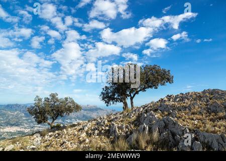 Alberi spazzati dal vento vicino alla cima di Ponotx / Monte Ponoig, Alicante, Spagna Foto Stock