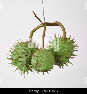 Semi di castagno di cavallo Conkers (Aesculus hippocastanum) Foto Stock