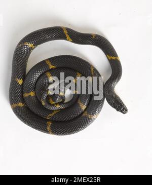 Serpente russo di ratto Foto Stock