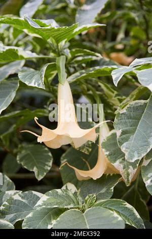 Brugmansia x candida 'Grand Marnier' Foto Stock