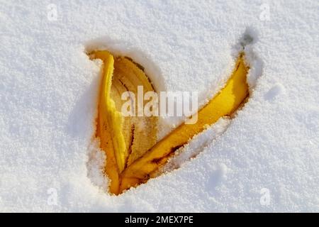 Giallo brillante lasciare caduto nella neve bianca Foto Stock