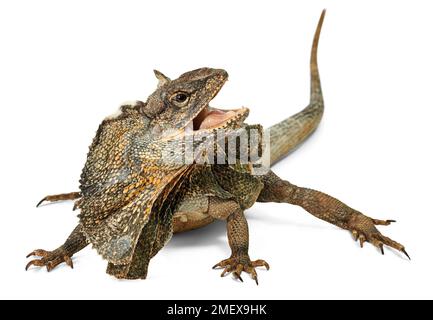 Lucertola frollata, Chlamydosaurus kingii Foto Stock